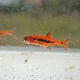 Least Rasbora, photo 7