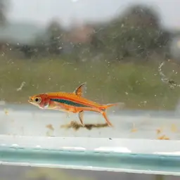 Least Rasbora, photo 8