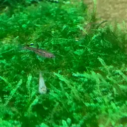 Least Rasbora, photo 9