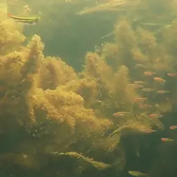 Least Rasbora, photo 10