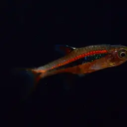 Least Rasbora, photo 11