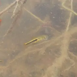 Least Rasbora, photo 12