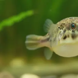 Bornean Puffer