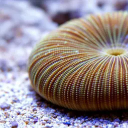 Boschma's Mushroom Coral