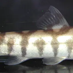 Yoyo Loach