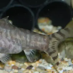 Yoyo Loach, photo 2