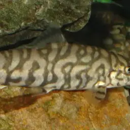 Yoyo Loach, photo 3