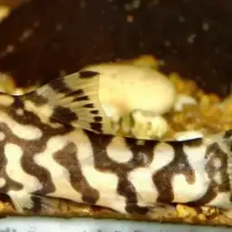 Yoyo Loach, photo 4