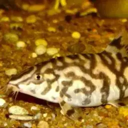 Yoyo Loach, photo 5
