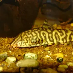 Yoyo Loach, photo 6