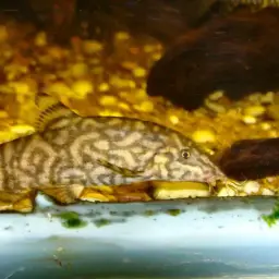 Yoyo Loach, photo 7