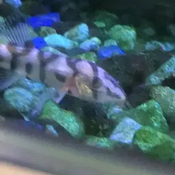 Yoyo Loach, photo 8