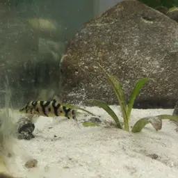 Yoyo Loach, photo 9