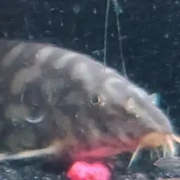 Yoyo Loach, photo 10