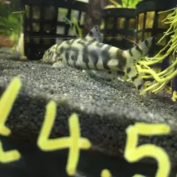 Yoyo Loach, photo 11