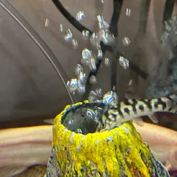 Yoyo Loach, photo 12