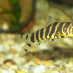 Queen loach