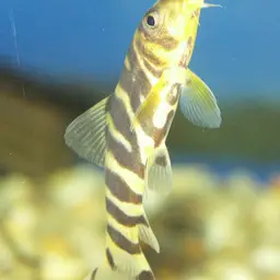 Queen loach, photo 2