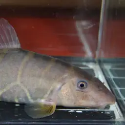 Queen loach, photo 3
