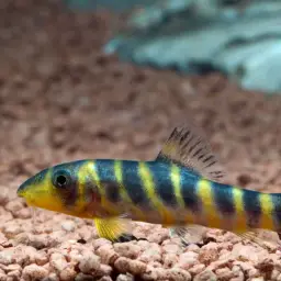 Queen loach, photo 4