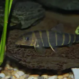 Queen loach, photo 5