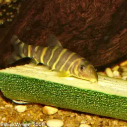 Queen loach, photo 6
