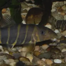 Queen loach, photo 9
