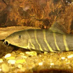 Queen loach, photo 10