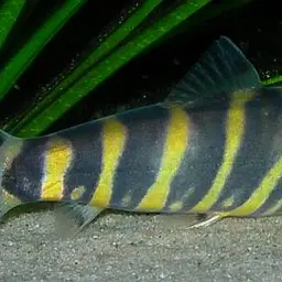 Queen loach, photo 7
