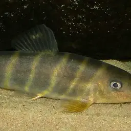 Queen loach, photo 11