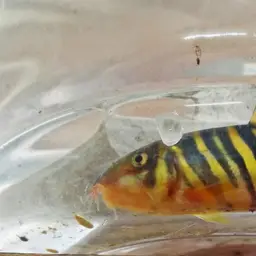 Queen loach, photo 8