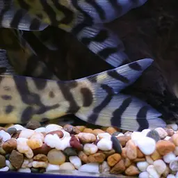 Burmese Zebra Loach