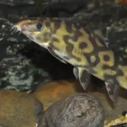 Burmese Zebra Loach, photo 4