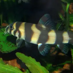Burmese Zebra Loach, photo 2