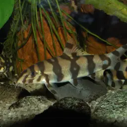 Burmese Zebra Loach, photo 5