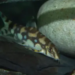 Burmese Zebra Loach, photo 3