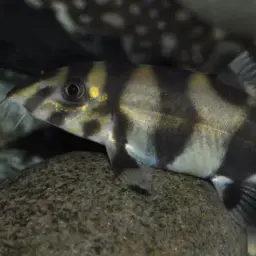 Burmese Zebra Loach, photo 6