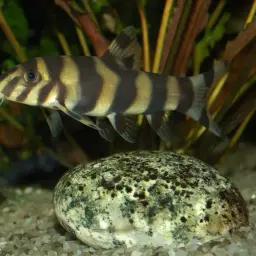 Burmese Zebra Loach, photo 7