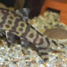 Burmese Zebra Loach, photo 8
