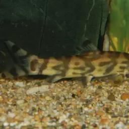 Burmese Zebra Loach, photo 9