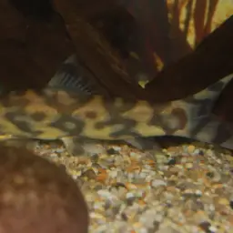 Burmese Zebra Loach, photo 10