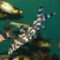 Burmese Zebra Loach, photo 11