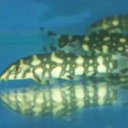 Polka-Dot Loach