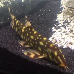 Polka-Dot Loach, photo 2