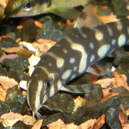 Polka-Dot Loach, photo 3