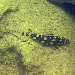Polka-Dot Loach, photo 4
