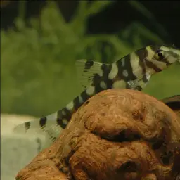 Polka-Dot Loach, photo 6