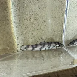 Polka-Dot Loach, photo 7