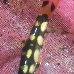 Polka-Dot Loach, photo 8