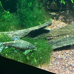 Polka-Dot Loach, photo 9